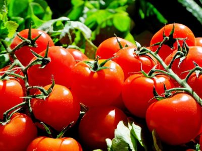 Ścinanie pomidorów